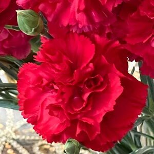 Meet your Posher, Rasp